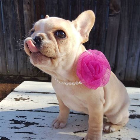 17 Best Images About Frenchies For Life On Pinterest Bulldog Puppies