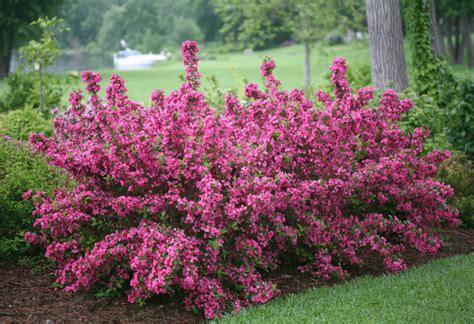 Pretty In Pink 10 Shrubs With Pink Flowers Birds And Blooms