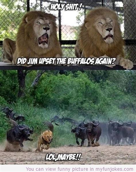 Sorry For The Curse Word Funny Lion Funny Animals