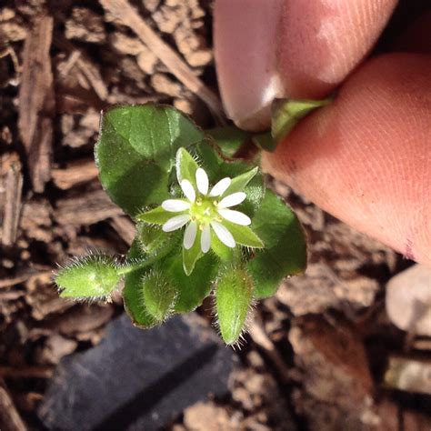 How To Identify Chickweed Foraging For Wild Edible Greens — Good Life