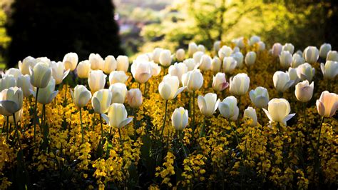 Download Tulips Flowers Flowerbed Park Spring Full Hd 1080p