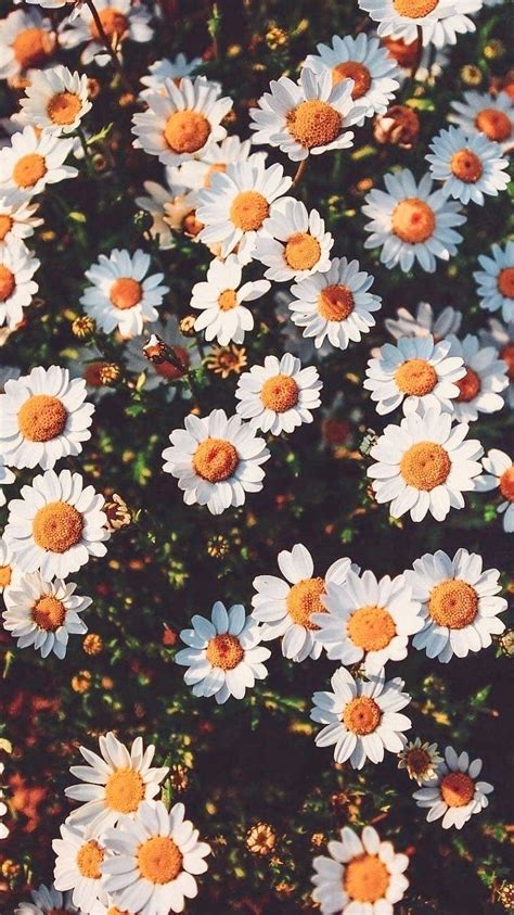 Aesthetic floral wallpapers top free aesthetic floral. wallpaper flor | Tumblr