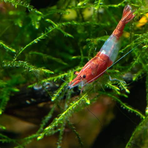 Red Rili Shrimps 5 Pieces Buy Aquarium Plants And Aquarium Fishes