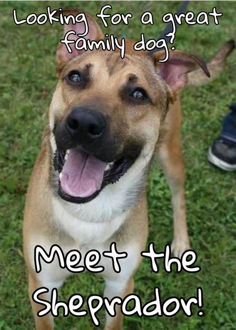 German Shepherd Lab Mix - The Sheprador | Lab mix puppies ...