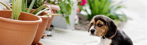 Our app provides you with a new way to book appointments and manage your pet's health needs with vet4pets. 6 Advantages To Choosing Mobile Vet Services - tech