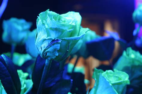 It was launched in october 2009. #9 Glow in the Dark Natural Flowers are often used as a ...