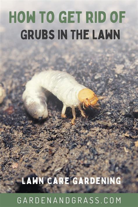 How To Get Rid Of Grubs In The Lawn How To Get Rid Of Grubs In Your