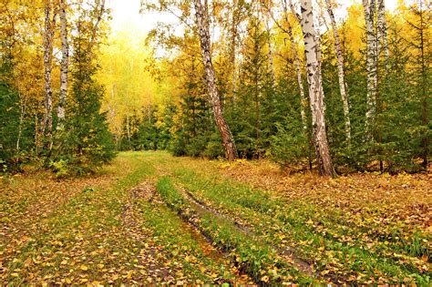 Фото осенние цвета цвета осени осенний лес бесплатные картинки на Fonwall