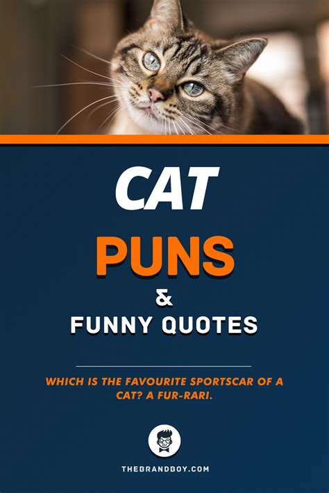 Funny Cat Puns And Jokes For Any Cat Lover Artofit