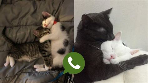 5 Fotos De Gatos Bonitos Para Compartir Con Tu Pareja En Whatsapp Petlife