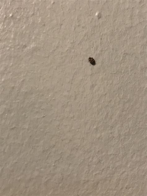 Very Small 4 5mm Brown Bug In South East England Its Just Been