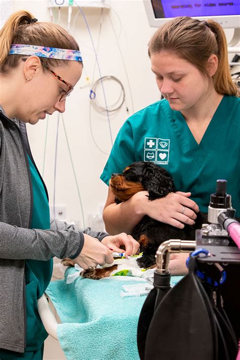 Veterinary Internist Services Pieper Veterinary In Ct