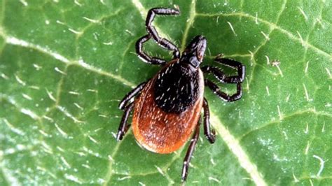 New York Resident Dies After Contracting The Powassan Virus A Rare
