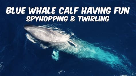Blue Whale Calf Having Fun Spyhopping And Twirling Youtube