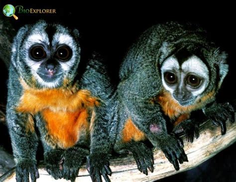 Humboldts Night Monkey Characteristics Aotus Trivirgatus Facts