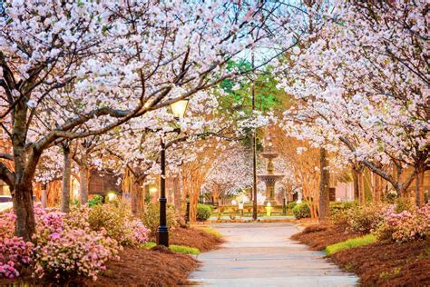 Experience Cherry Blossoms Without The Crowds In Macon Georgia