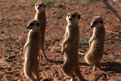 Meerkat Colony At Kalahari Desert Meerkat Namibia Places Ive Been