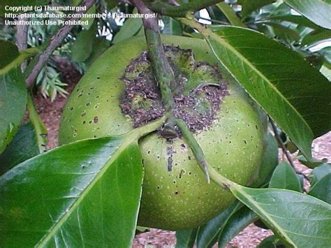 Chocolate persimmon tree produces a small to medium size oblong fruit with bright red skin. PlantFiles Pictures: Black Sapote, Chocolate Pudding Tree ...