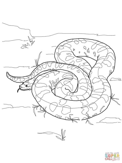 Burmese Python Coloring Page At Free Printable