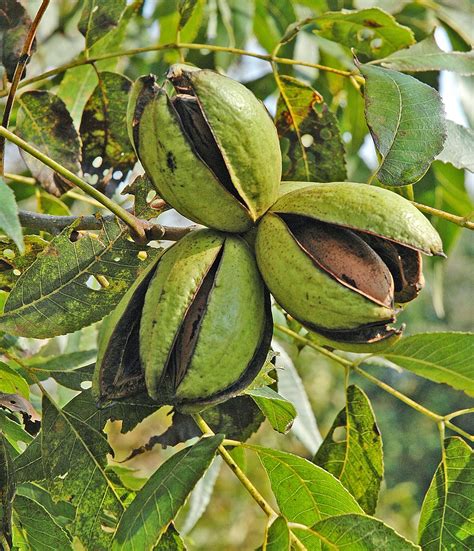 Pecan, nut and tree of the walnut family (juglandaceae), native to temperate north america. Northern Pecans: Pecan cultivars ripening in late October