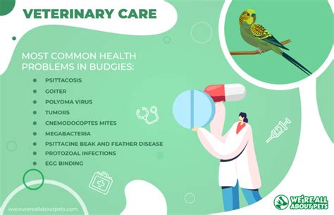 How To Care For Budgies In 2024 Were All About Pets