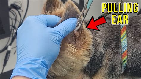 Dog Ear Cleaning And Pulling Hair Youtube