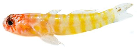 Fish Discovery In Seychelles Is Confirmed As New Species Of Dwarf Goby