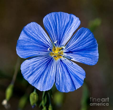 Jasper Wild Blue Flax Photograph By Terry Elniski