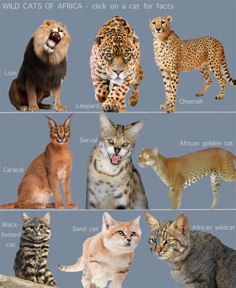 Wild Cats Of Africa For Kids