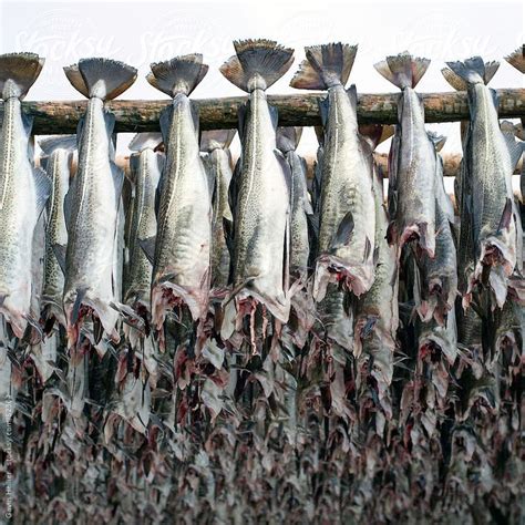 Stockfish Cod Drying On Wooden Racks Lofoten Nordland Norway