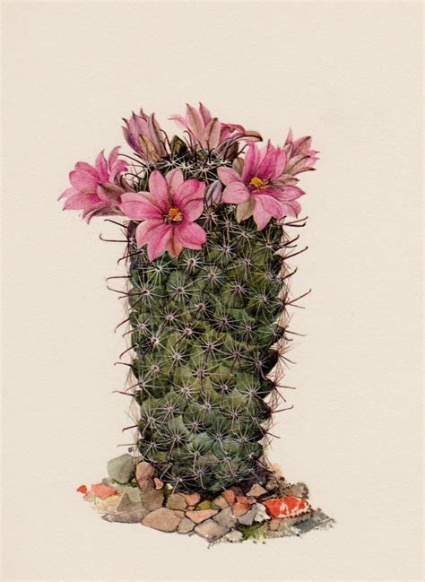 Vintage Botanical Print Cactus Print Cactus Illustration Pink Flower