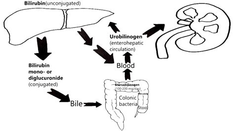 Unlike unconjugated bilirubin, conjugated bilirubin does not bind significantly to neural tissue and the degradation of haem by mammals and its excretion as conjugated bilirubin. Bilirubin metabolism and the pathway of excretion ...