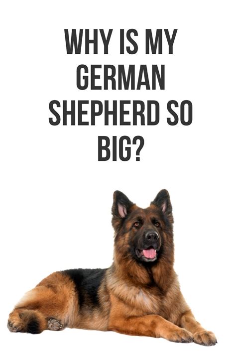Why Is My German Shepherd So Big In 2021 German Shepherd German