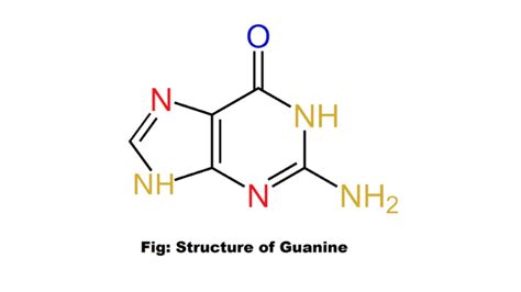 Guanine Structure And Function Science Query