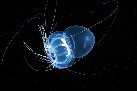 Jellyfish Photograph By Alexander Semenovscience Photo Library Pixels