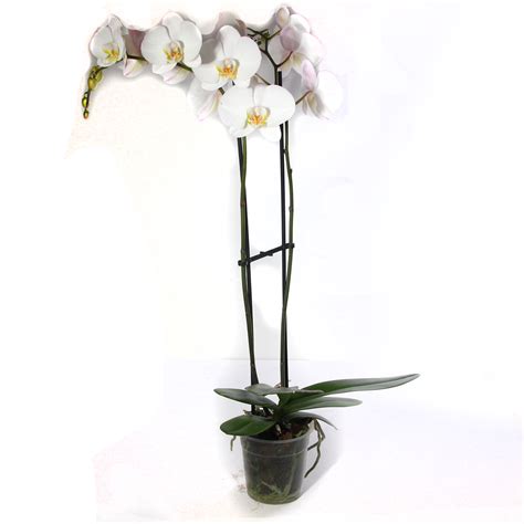 We did not find results for: 5" Double Spike Phalaenopsis Orchid - Kittelberger ...