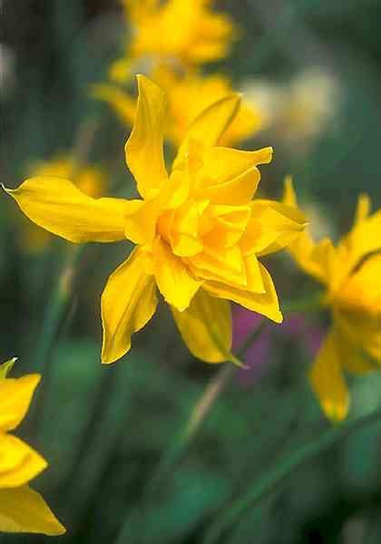 Daffodil double white plant information totalgreen holland. Pin on Plants and Flowers