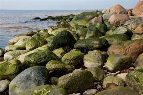 Green Algae On Rocks By Sea Stock Photo Image Of Coastline Outdoors