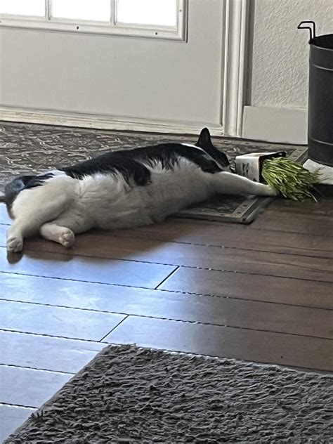 Moms and Dads, please talk to your kids about Cat Grass : r/cats