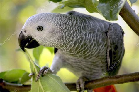 An African Grey Parrot — Stock Photo © Mikdam 6592260