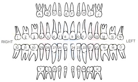 Labeled Chart Of Teeth Inside The Mouth