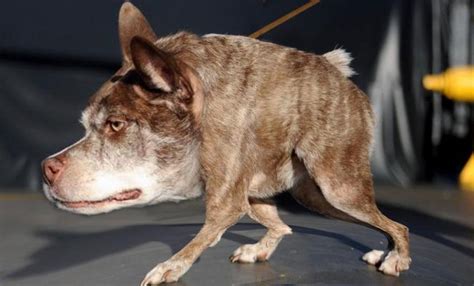 Worlds Ugliest Dog Contest Winners News Photos