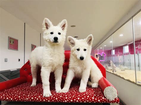 Beyaz Alman Yavruları Satılık Yavru Köpekler