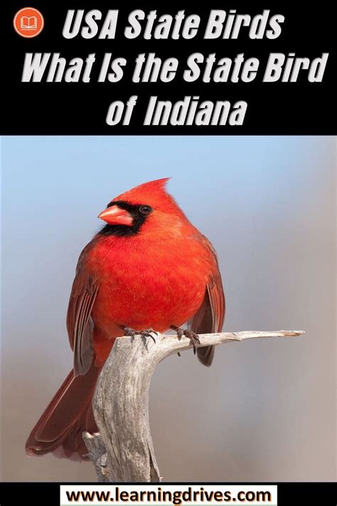 What Is The State Bird Of Indiana — State Birds By Learning Drives