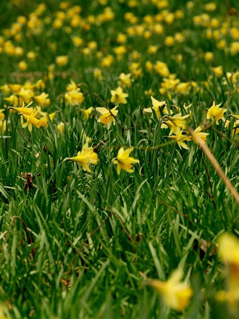 Peter Lovetts Ramblings Wild Daffodils In West Sussex