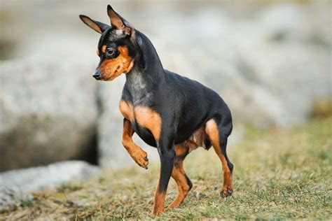 Miniature Pinscher Dog Breed Characteristics And Care