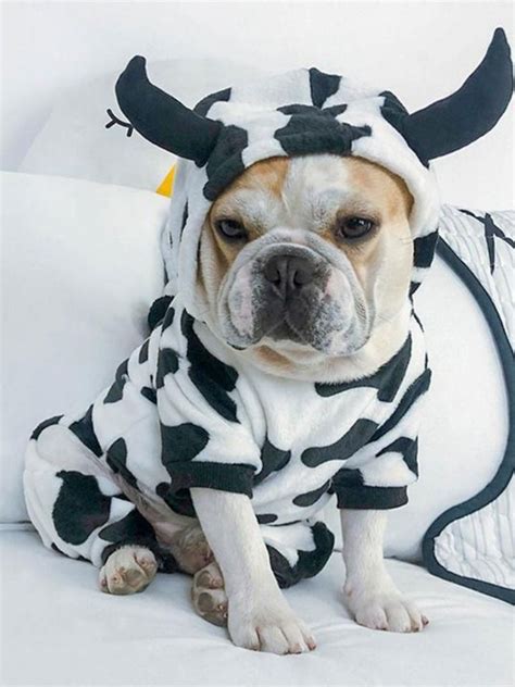 Here we find a french bulldog showing off his version of. Cute Cow Cosplay Costume Hooded Jumpsuit for French ...