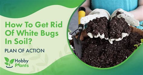 How To Get Rid Of White Bugs In Soil Plan Of Action
