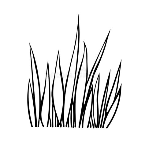 Grass Clump White Background Stock Illustrations 221 Grass Clump