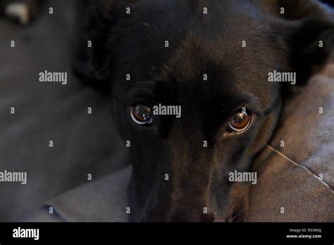 Sad Eyes Puppy Hi Res Stock Photography And Images Alamy